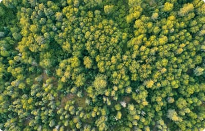 Opinión de evaluador externo